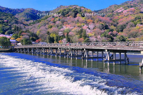 桜の咲く嵐山と渡月橋 [THI110054142]