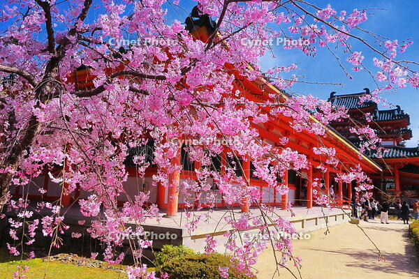 桜の咲く平安神宮の南神苑　 [THI110054143]