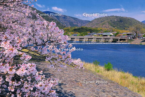 桜の咲く嵐山公園の中之島地区と渡月橋 [THI110054145]