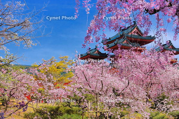 桜の咲く平安神宮の南神苑 [THI110054146]