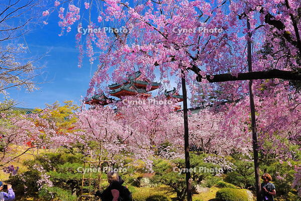 桜の咲く平安神宮の南神苑 [THI110054147]