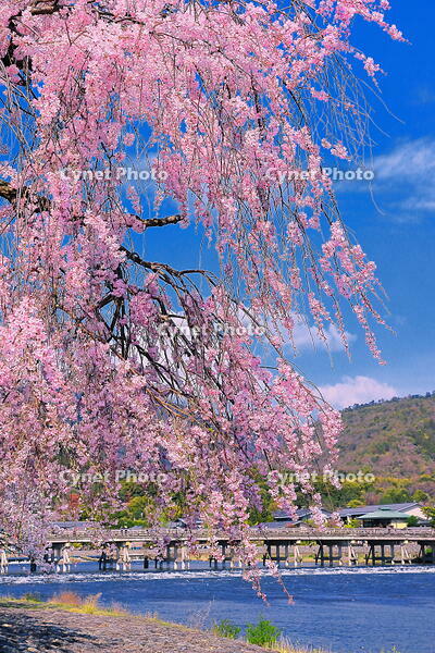 桜の咲く嵐山公園の中之島地区と渡月橋 [THI110054148]
