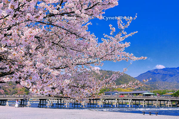 桜の咲く嵐山公園の中之島地区と渡月橋　 [THI110054157]
