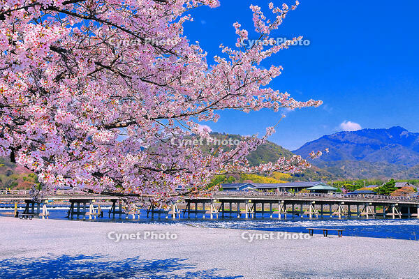 桜の咲く嵐山公園の中之島地区と渡月橋　 [THI110054158]