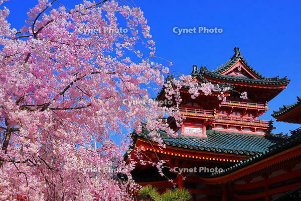 桜の咲く平安神宮の南神苑 [THI110054162]