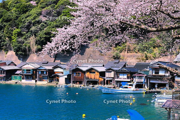 桜の咲く春の伊根の舟屋 [THI110054163]