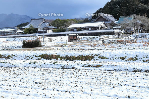 雪の橘寺 [THI110054171]