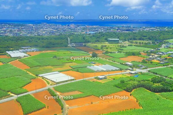宮古島の赤土の土地とサトウキビ畑 [THI110054173]