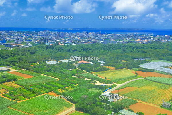 宮古島の赤土の土地とサトウキビ畑 [THI110054175]