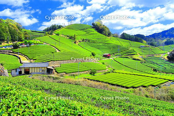 京都指定の景観資産第一号の和束町の石寺の茶畑 [THI110054184]