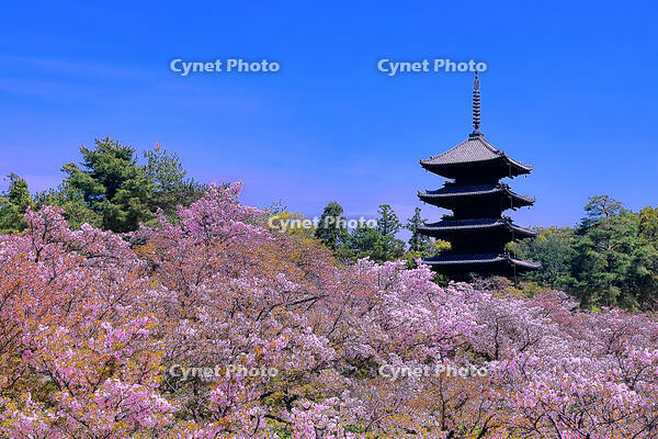 御室桜の咲く仁和寺 [THI110054187]