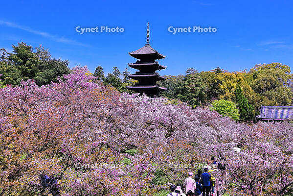 御室桜の咲く仁和寺 [THI110054188]