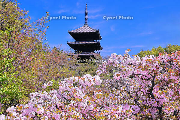 御室桜の咲く仁和寺 [THI110054189]