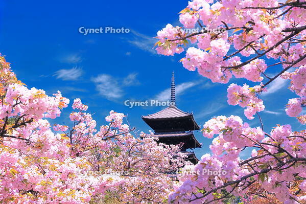 御室桜の咲く仁和寺 [THI110054190]