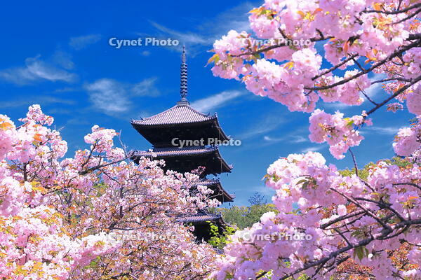 御室桜の咲く仁和寺 [THI110054191]