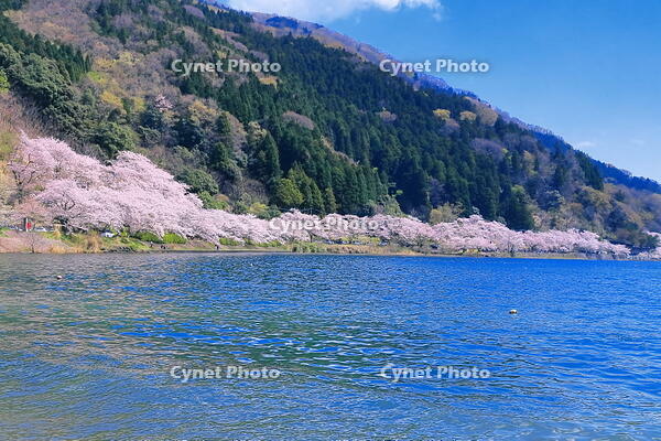 海津大崎のサクラ並木とびわ湖 [THI110054192]