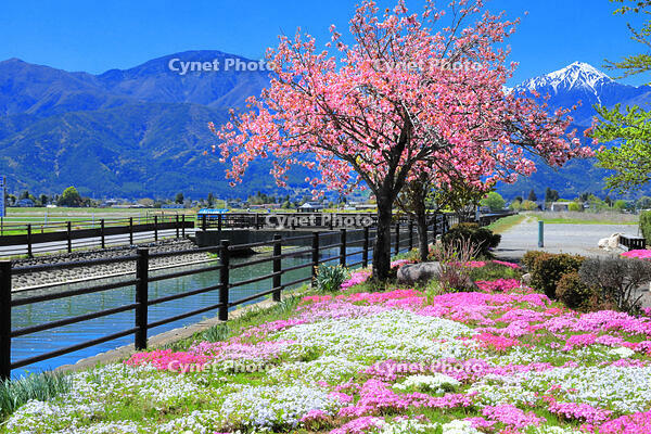 春の拾ケ堰の流山とシバザクラの咲くじてんしゃ広場　 [THI110054201]