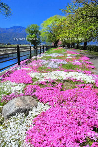 春の拾ケ堰の流山とシバザクラの咲くじてんしゃ広場　 [THI110054206]