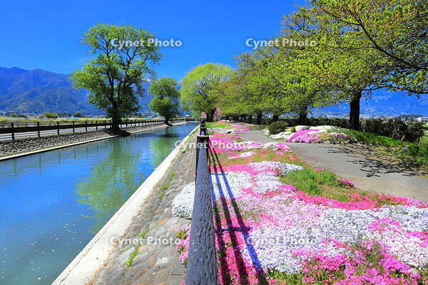 春の拾ケ堰の流山とシバザクラの咲くじてんしゃ広場　 [THI110054207]