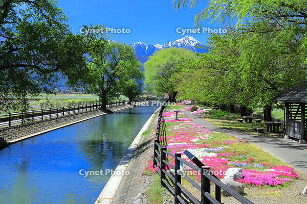 春の拾ケ堰の流山とシバザクラの咲くじてんしゃ広場　 [THI110054208]