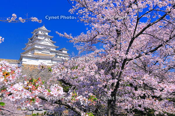 桜の咲く姫路城 [THI110054209]