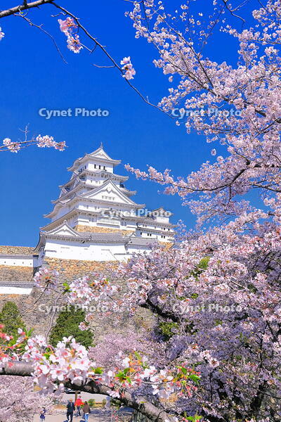 桜の咲く姫路城 [THI110054210]