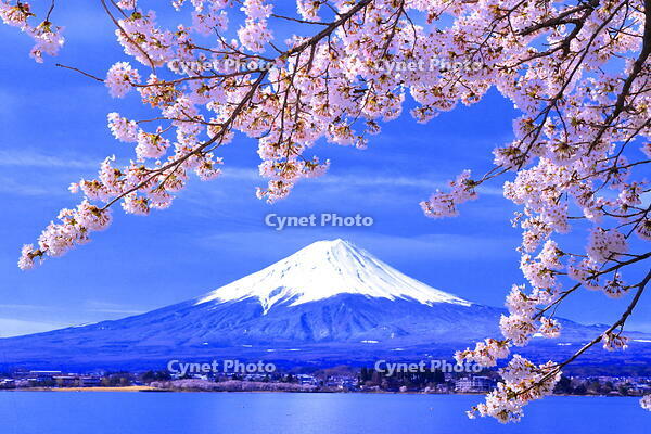 桜の咲く河口湖と富士山 [THI110043179]