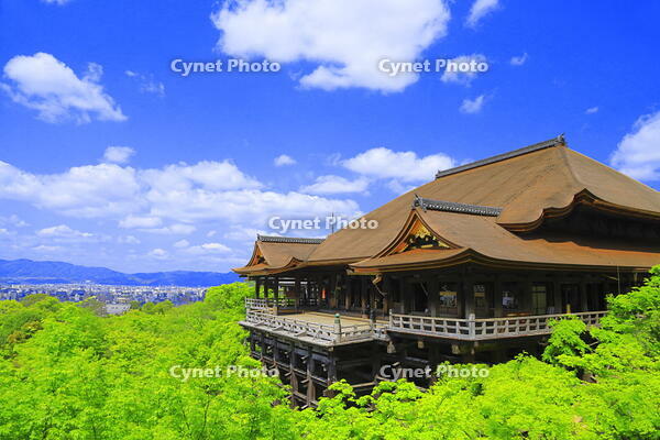 新緑の清水寺の舞台 [THI110043638]