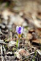 First spring flowers: blue crocus flowers in the wood [IBR123380135]