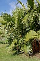 Tropical beach: sun umbrellas and palms [IBR123380140]