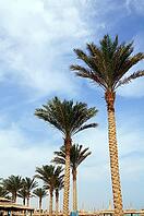 Tropical beach: sun umbrellas and palms [IBR123380142]