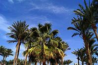 Tropical beach: sun umbrellas and palms [IBR123380144]