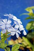 Close up of blue plumbago flower in the garden [IBR123380150]