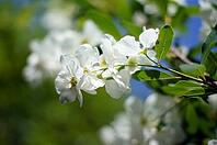 Spring time: blooming jasmine bushes in the garden [IBR123380151]