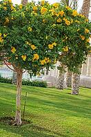 Clos eup of allamanda flowering tree [IBR123380155]