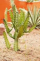 Beautiful desert landscape with different sorts of cactus [IBR123380156]