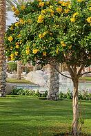Spring time: close up of allamanda tree [IBR123380162]