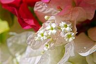 Close up of bougainvillea plant flower [IBR123380170]