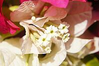 Close up of white bougainvillea flower [IBR123380171]