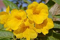 Close up of yellow Allamanda flowers [IBR123380172]