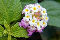 Close up of Lantana bush flowers [IBR123380173]