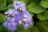 Close up of ageratum flower in the garden [IBR123380174]