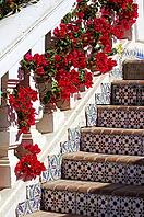 Arabic architecture: ceramic tiled old stairs and bougainvillea blooming [IBR123380177]