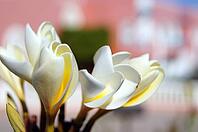 Close up of Plumeria flowers and buds [IBR123380179]