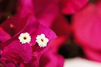 Close up of white bougainvillea flower in the garden [IBR123380180]