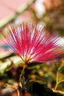 Close up of albizia julibrissin flower [IBR123380183]