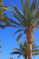 Tropical beach: sun umbrellas and palms [IBR123380184]