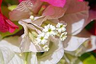 Close up of bougainvillea bush flowers [IBR123380185]