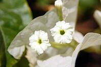 Close up of white Bougainville flower [IBR123380186]