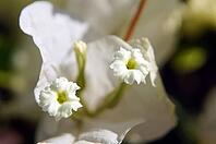 Close up of white bougainvillea flowers [IBR123380187]